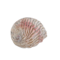Green Tree Candle Company Abalone schelp 12 - 15 cm