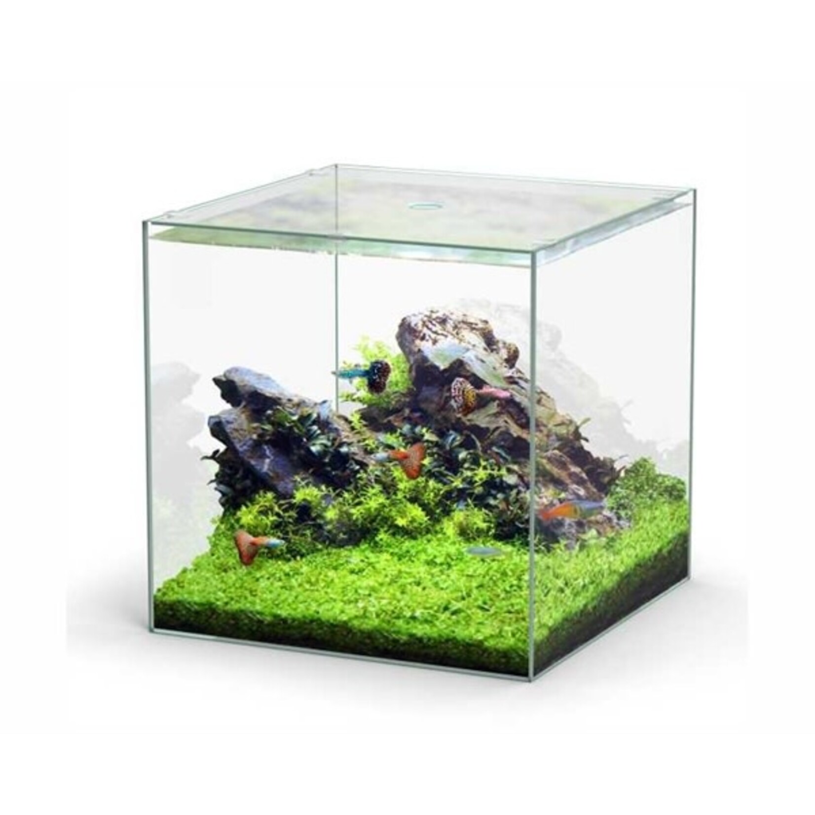 Aquatlantis Aquarium volglas kubus 54 l 38.8x38.8x38.8 cm