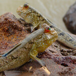 Mudskippers and gobiidae