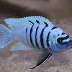 African Cichlids