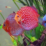 Discus fish