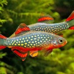 Rasbora's en Danio's