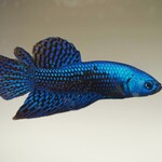 Betta vissen