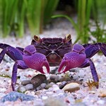 Crayfish and crabs