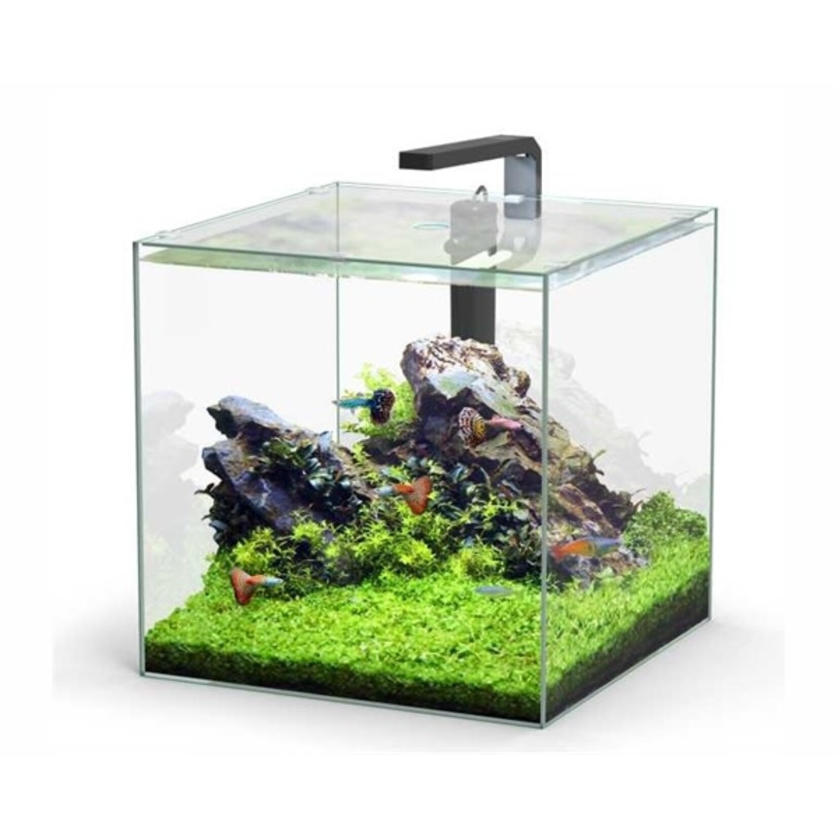 Aquatlantis Aquarium volglas kubus 54 l 38.8x38.8x38.8 cm incl. led