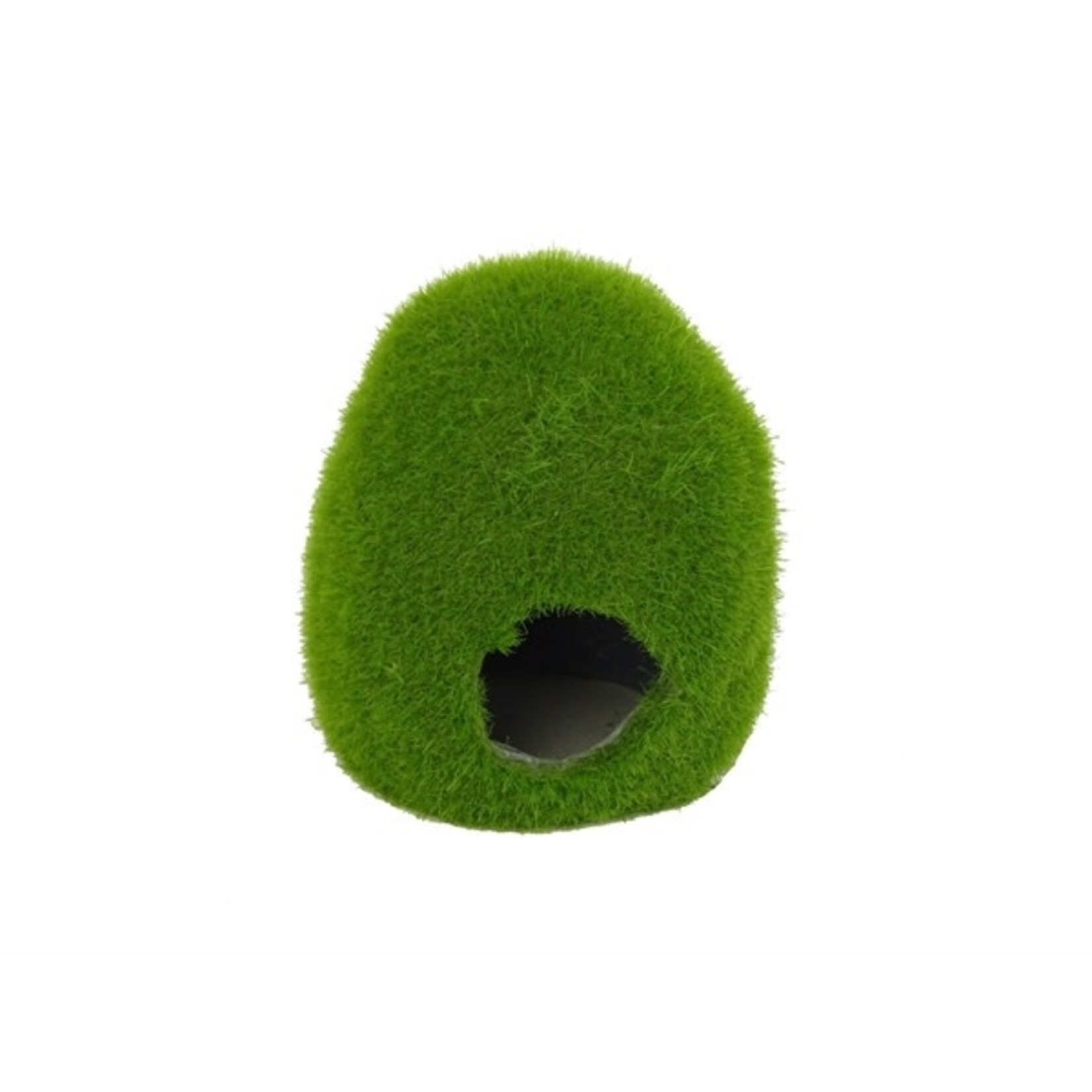 BLUE BELLE PACIFIC MOSSY HOLE S  7.3X7.6X8 CM