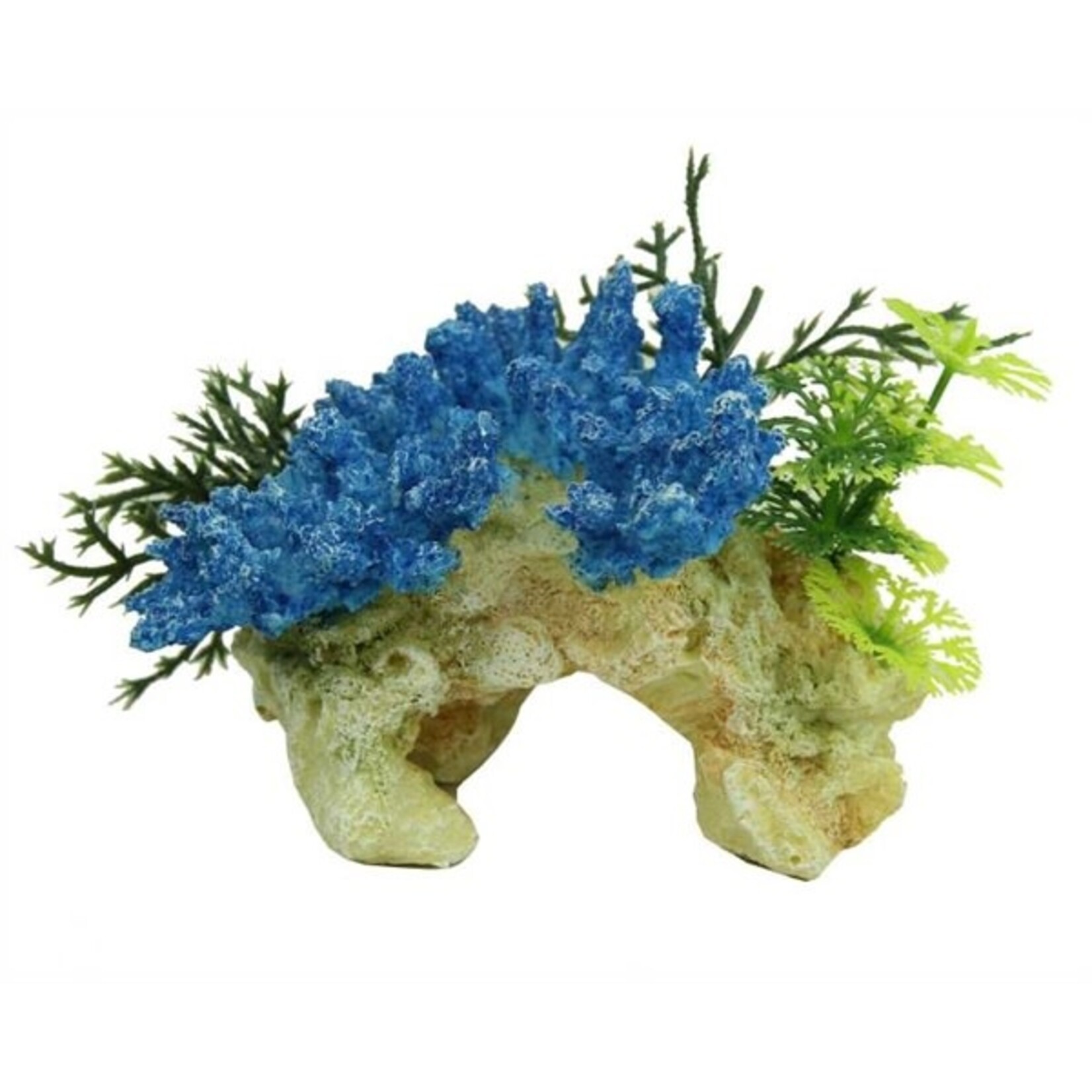 Coral rock staghorn blue 12 cm
