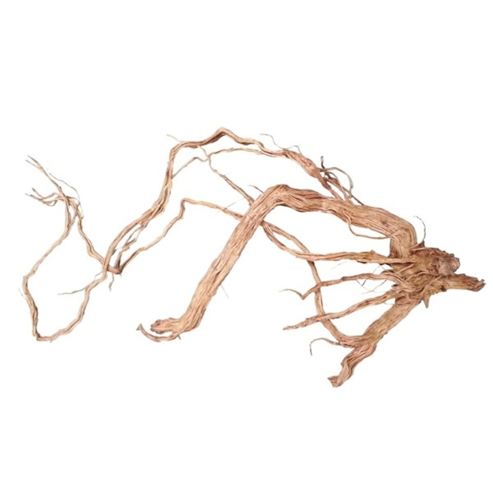 HS Aqua Azalea root m 50-80 cm per stuk