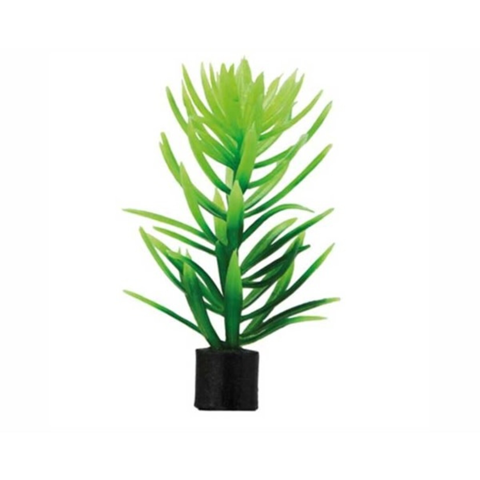 Hobby Plant didiplis mini 1.5x1.5x6 cm