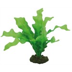 Hobby Plant echinodrus 20 cm