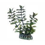 Hobby Plant bacopa 13 cm