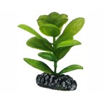 Hobby Plant saururus 7 cm
