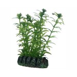 Hobby Plant lagarosiphon 7 cm