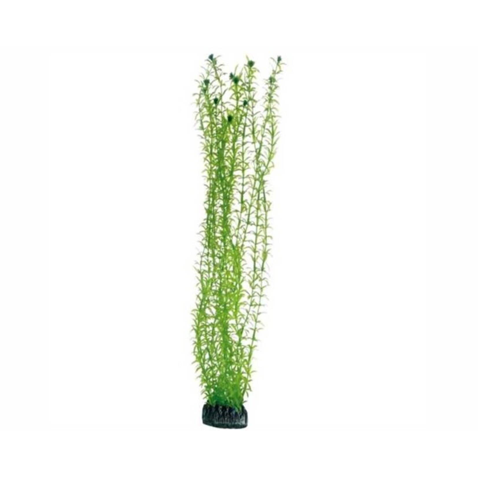Hobby Plant lagarosiphon 60 cm