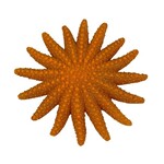 Star fish fun color orange 9 cm
