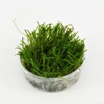 Flame Moss (Cup 80 cc)