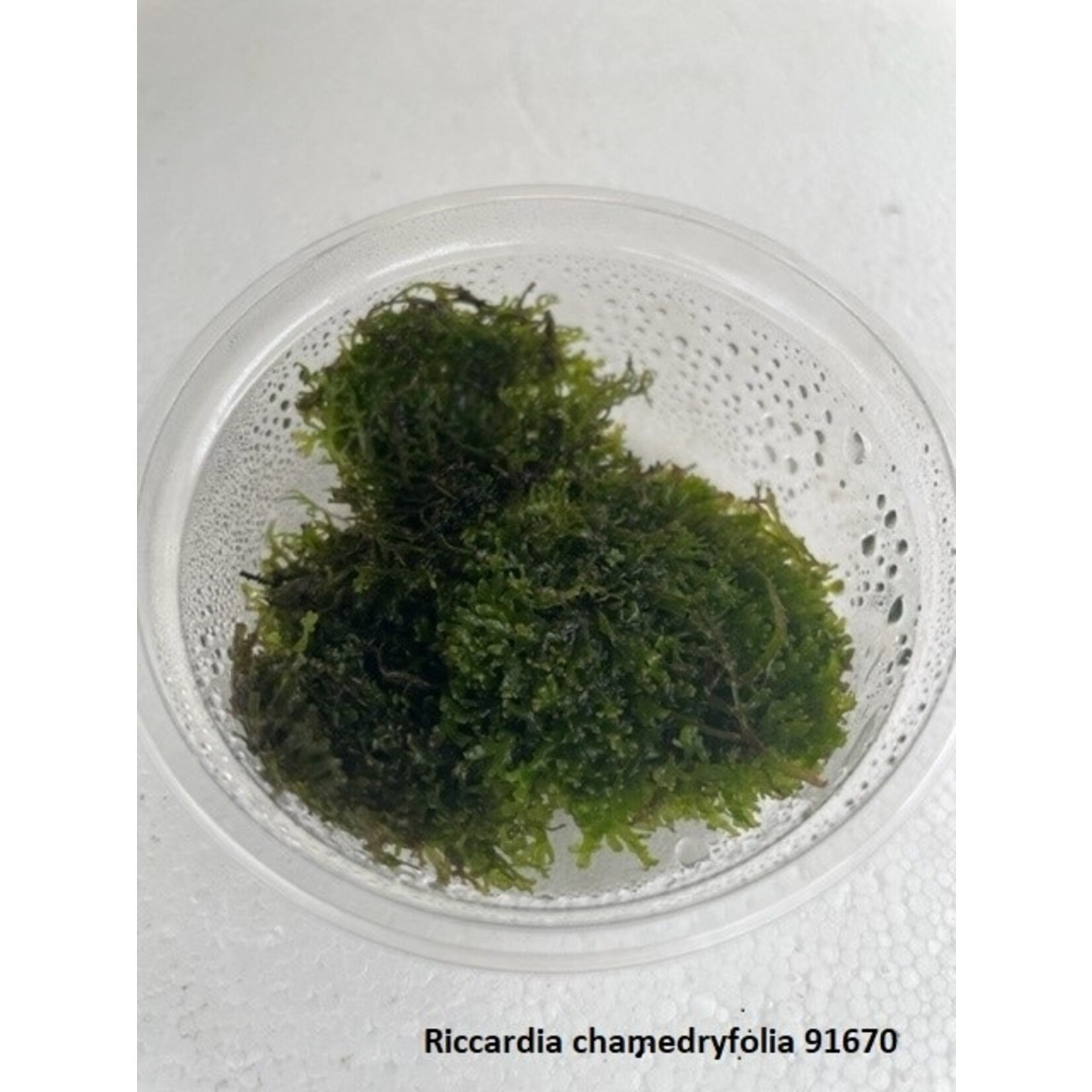 Riccardia chamedryfolia (Cup 80 cc)