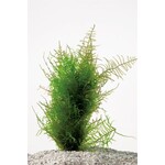 Spikey moss (cup 80 cc)