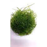 Taiwan Moss ( Cup 80 cc)