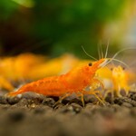 Neocaridina heteropoda - Orange sakura