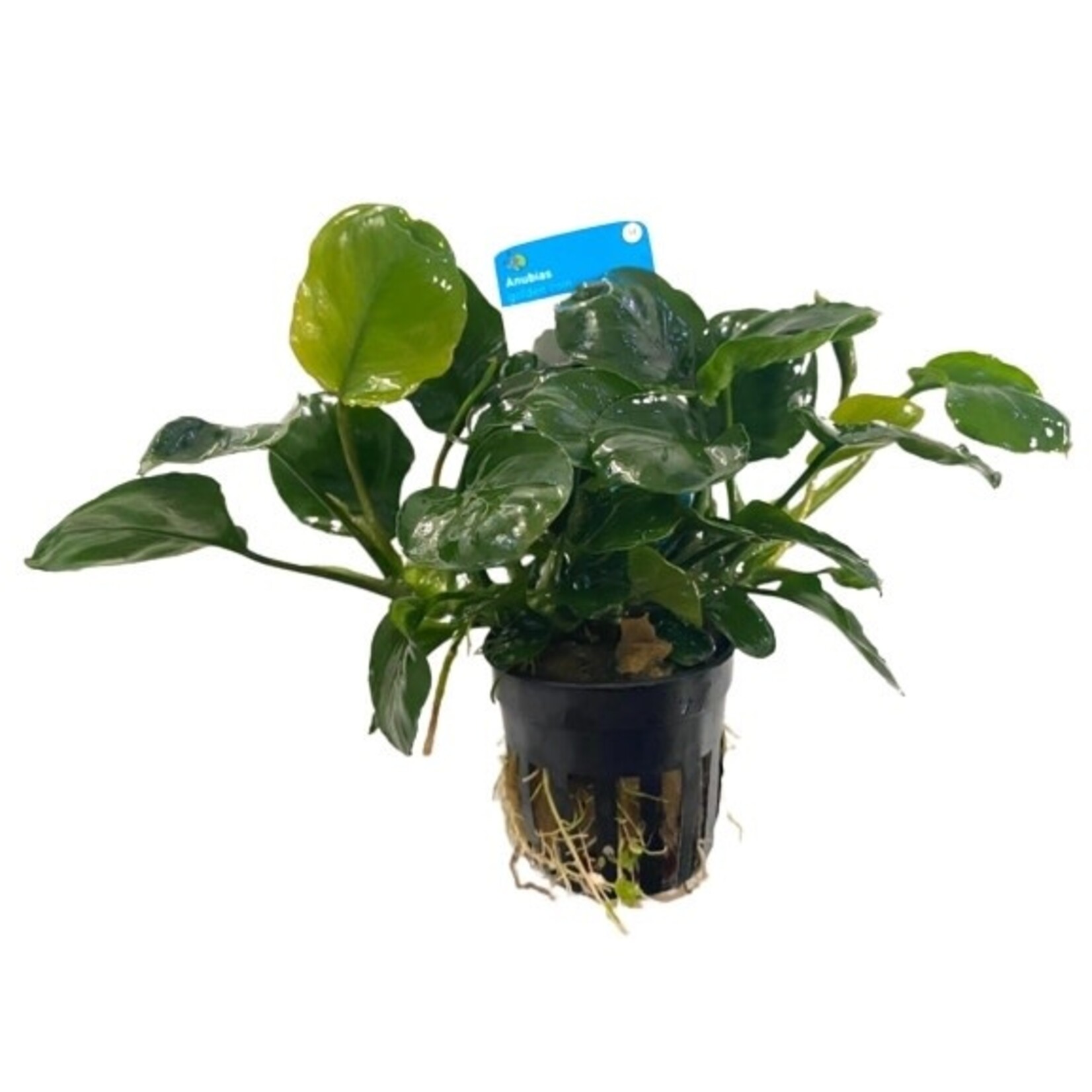 Moerings Anubias golden coin