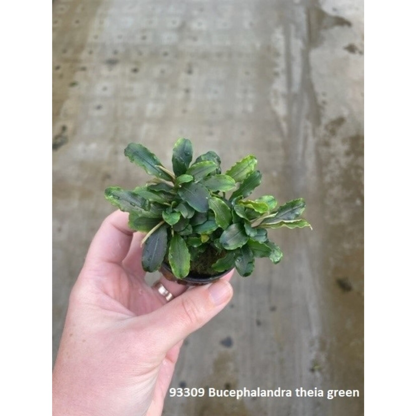 Bucephalandra theia green