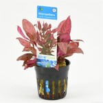 Aquarium Plants in Pot 5 cm