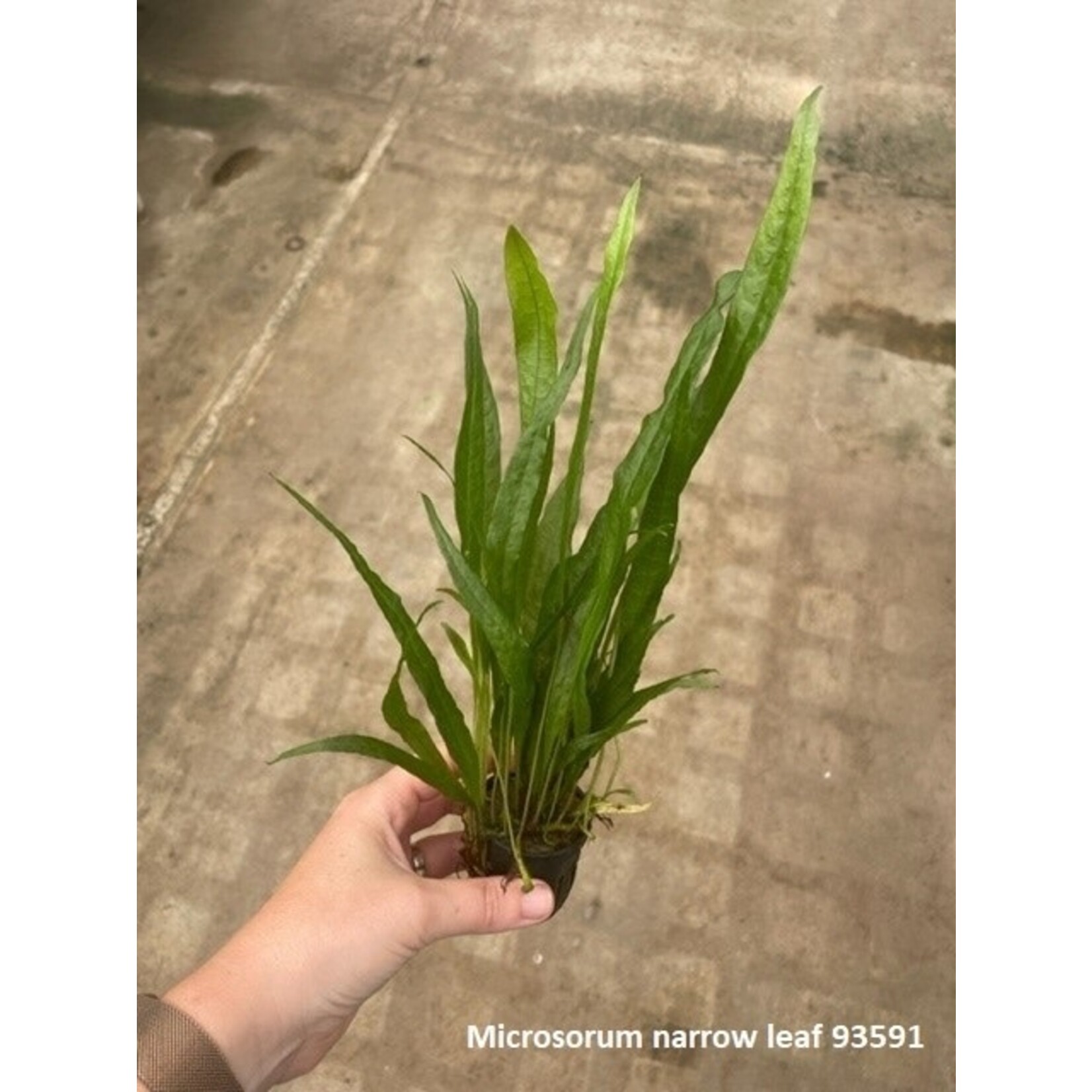 Microsorum narrow leaf