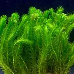 jarathana Elodea dense los