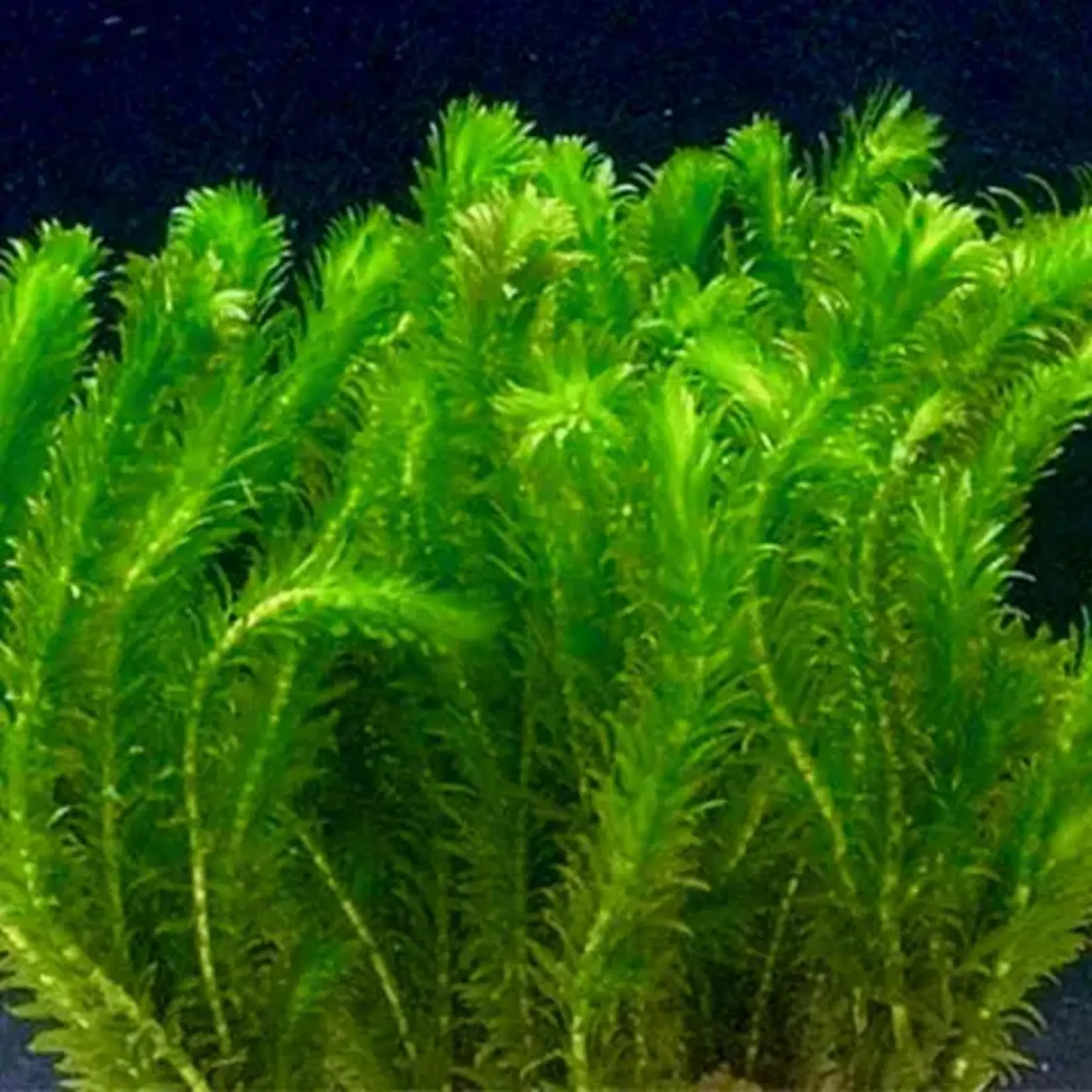 jarathana Elodea dense los