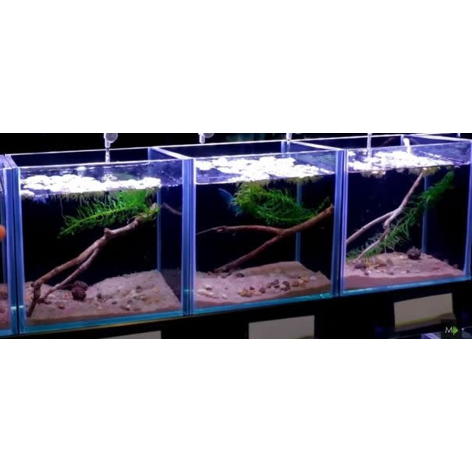 Volglas aquarium 15x15x15