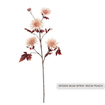 Spider mum spray  95cm peach