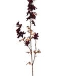 Delphinium 95cm Burgundy