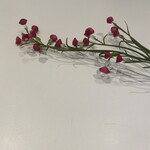 Bloem mininicotiana 75cm beauty