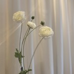 Bloem Ranunculus cream 90cm