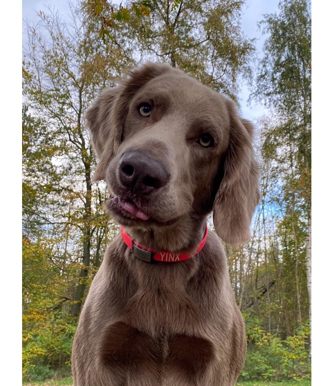 Id's me WatchID Maxi Zwart SOS Pet Tag