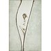 Hartog Mira den (1977) Ets - "In between"