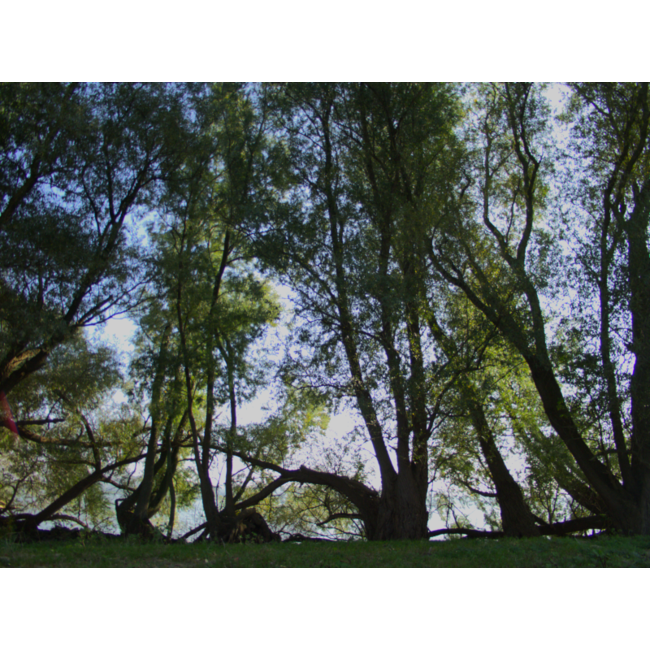 Graaf Henk van de - Foto -Het arkje van Goedhart