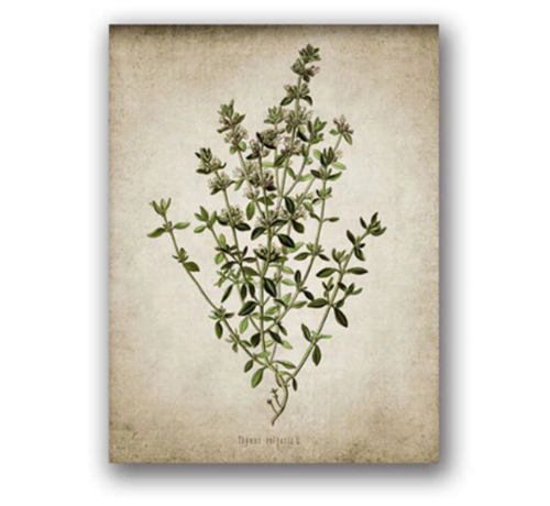 Allernieuwste.nl® Allernieuwste.nl® Canvas Schilderij - Keukenkruiden Vintage Oregano. Rozemarijn. Salie. Tijm Kleur -luik - Wit En Groen - 40 X 30 Cm