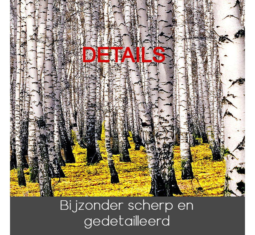 Allernieuwste.nl® Canvas Schilderij Berkenboom Bos Landschap - Natuur - Poster - Realistisch - 40 x 160 cm - Kleur