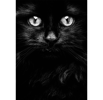 Allernieuwste.nl® Canvas Schilderij Zwarte Kat Poes Kater - Realistisch - Woonkamer - Poster -  50 x 75 cm - Zwart-Wit