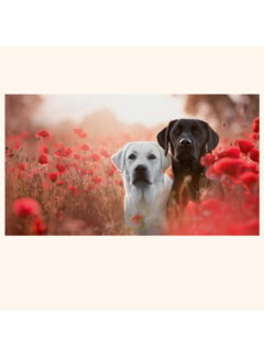 Allernieuwste.nl® Canvas Schilderij Labrador Retriever - Hond - Huisdieren - Kunst - Poster - 60 x 90 cm - Kleur