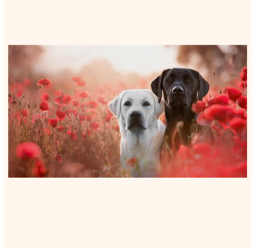 Allernieuwste.nl® Canvas Schilderij Labrador Retriever - Hond - Huisdieren - Kunst - Poster - 60 x 90 cm - Kleur