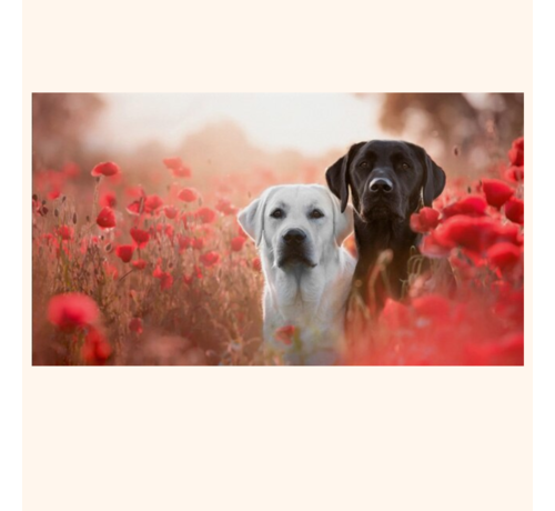 Allernieuwste.nl® Allernieuwste.nl® Canvas Schilderij Labrador Retriever - Hond - Huisdieren - Kunst - Poster - 60 x 90 cm - Kleur