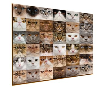 Allernieuwste.nl® Canvas Schilderij * 36x Kittens voor Katten Liefhebbers * - Kunst aan je Muur - Kattenposter - kleur - 60 x 60 cm