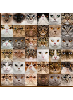 Allernieuwste.nl® Canvas Schilderij * 36x Kittens voor Katten Liefhebbers * - Kunst aan je Muur - Kattenposter - kleur - 70 x 70 cm