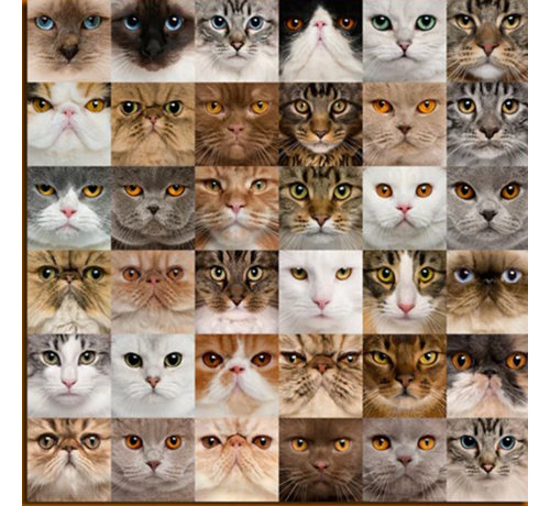 Allernieuwste.nl® Canvas Schilderij * 36x Kittens voor Katten Liefhebbers * - Kunst aan je Muur - Kattenposter - kleur - 70 x 70 cm