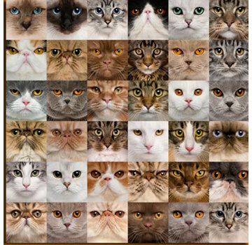 Allernieuwste.nl® Canvas Schilderij 36x Kittens voor Katten Liefhebbers - 50 x 50 cm