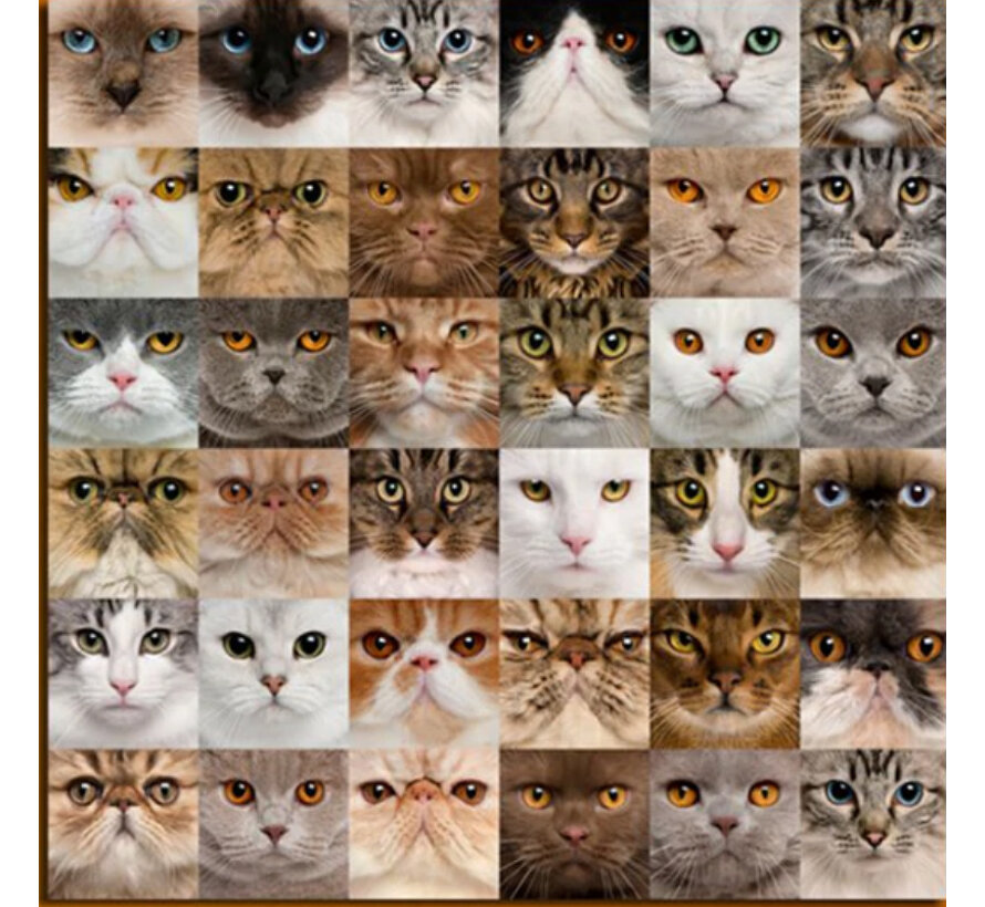 Allernieuwste.nl® Canvas Schilderij 36 Kittens voor Katten Liefhebbers - Kunst - Poster  - 50 x 50 cm - Kleur