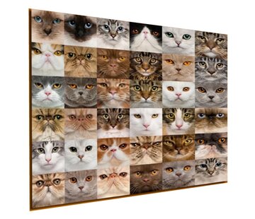 Allernieuwste.nl Canvas Schilderij 36x Kittens voor Katten Liefhebbers - 60 x 60 cm